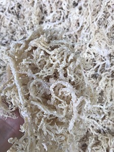 Alga Nori Seca Aromatizada de Grado Alimenticio, Cultivo Común Limpio para la Elaboración de Gel, Bebidas y Uso Culinario, Marca Blue Lotus, 5-10 kg - Product Image 5