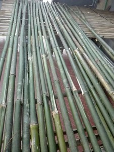 เสาไม้ไผ่คุณภาพสูง – ไม้ไผ่ธรรมชาติแข็งแรงทนทาน ราคาแข่งขัน // คุณทอม - Product Image 5