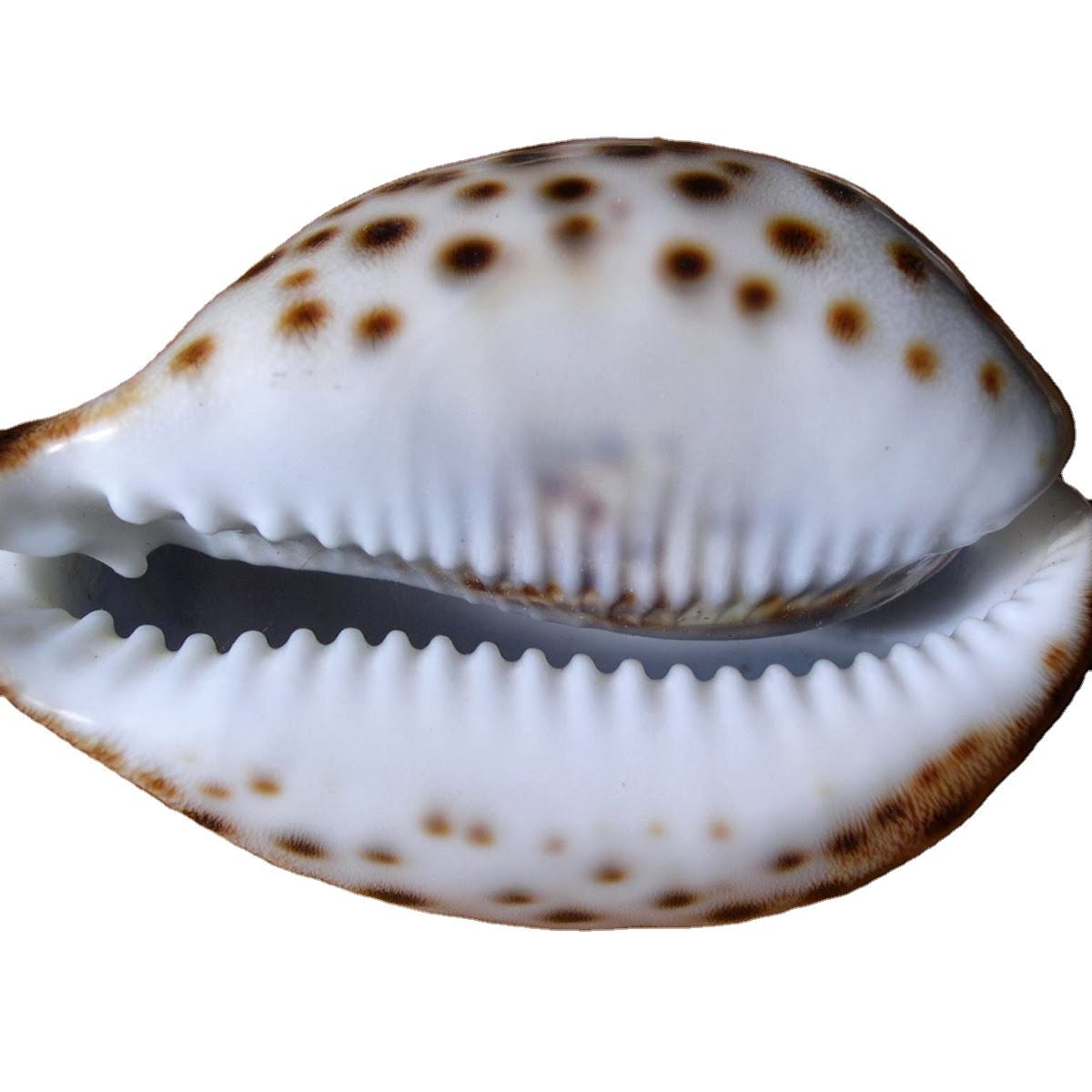 craft half cut split sea shell cowrie shell decor seashell conch