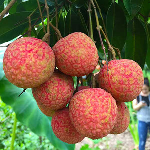 Litchis en conserve de haute qualité au sirop, vente en gros, OEM disponible directement du Vietnam // Evan - Product Image 1