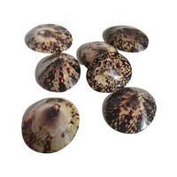 Concha de limpet ovalada de calidad de Vietnam para incrustaciones de joyería fina, fabricación de esferas de relojes de lujo con conchas de perla iridiscentes
