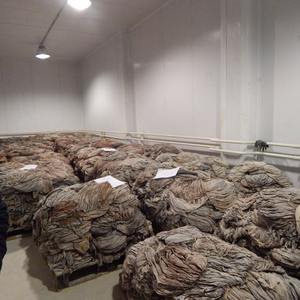 Omasum de búfalo con certificación Halal, procesado IQF, con cafeína, disponible en grandes cantidades, precio mayorista competitivo, ideal para compras al por mayor. - Product Image 6