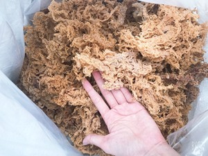 สาหร่ายคอตตันนี สาหร่ายแห้งสำหรับการสั่งซื้อจำนวนมาก การจัดหาเชิงพาณิชย์ และการดำเนินการค้าระหว่างประเทศ - Product Image 5