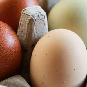 ไข่ไก่พันธุ์สำหรับฟาร์มเพาะพันธุ์ - Product Image 1