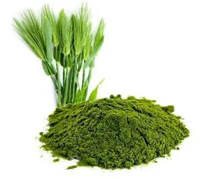 Poudre d'herbe d'orge biologique en gros OEM, 100% pure et naturelle, superaliment vert, soutien détoxifiant et immunitaire, exportateur en vrac - Product Image 2