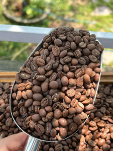 Premium Roasted <b>Coffee</b> <b>Beans</b> 100% Arabica High Quality Freshly Roasted Whole <b>Bean</b> <b>Coffee</b> for Wholesale from Vietnam - Product Image 2