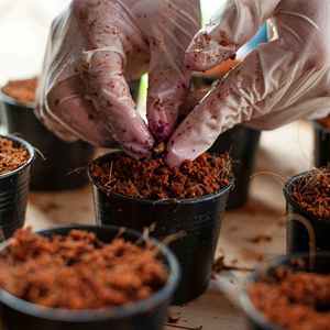 Turba de Coco 100% Orgánica para Jardinería, Sustrato de Cultivo Premium con Bajo Contenido de EC y pH para Plantas, Cultivo de Plantas en Vietnam - Product Image 6