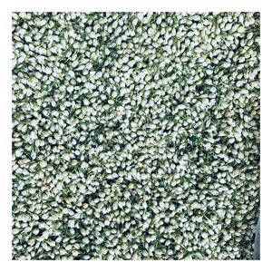 Capullos de Jazmín Secos Premium a Granel, Flor Entera, Ingrediente Natural para el Procesamiento de Té, Bebidas y Fabricación de Alimentos - Product Image 4