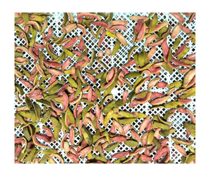 Wholesale Pink Dried Guava Slices 100% Organic Vacuum Pack 10kg <b>Sour</b> & <b>Sweet</b> Taste Healthy Snack Dried Guava Zip Bag 500g 2026 - Product Image 1