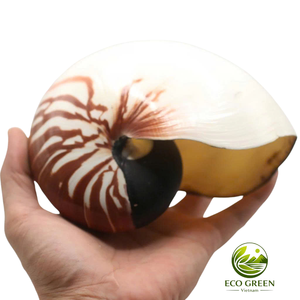 Concha Espiral Marina Natural Grande, Concha Decorativa para Decoración de Playas y Resorts Costeros, Adorno para Acuarios - Product Image 2