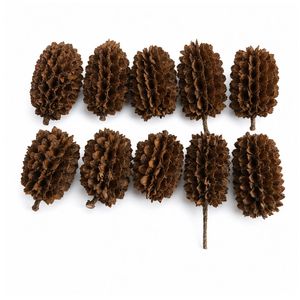 AQUA VRIKSHA Cápsulas de Casuarina Naturales para Acuarios, Peceras de Betta, Peceras de Camarones y Acuapaisajismo |   Paquete de 10 - Product Image 5