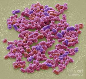 Meilleures centrale de croissance de culture, plantes azootopaster chrococo - Product Image 2