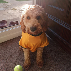 Custom Logo Dog Sport Mesh Animal Print Premium Soft Breathable Dresses for Small Medium Large Dogs - Product Image 3