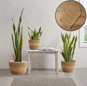 Macetas de Almacenamiento para Exterior de Estilo Rústico Bohemio, Hechas a Mano en Vietnam, de Hierba Marina, con Asas Tejidas a Mano, Ecológicas - Product Image 2