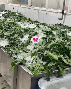 ใบมันสำปะหลังแช่แข็งพรีเมียม (ซากะ ซากะ / ปอนดู) ใบมันสำปะหลังสดแช่แข็งทั้งใบ/ คุณลิลลี่ - Product Image 2