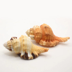 Accesorios para acuarios marinos, conchas marinas crudas, conchas decorativas para exhibición, conchas marinas decorativas de gran venta. - Product Image 1