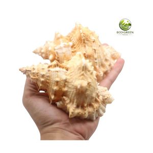 เปลือกหอยทะเลแท้ Seastar งานฝีมือขัดเงา ตกแต่งบ้าน ให้สัมผัสเหมือนจริง พร้อมแบบเกลียว - Product Image 6