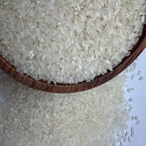 [Keith Vilaconic] Riz Camolino à grains moyens, lisse et poli, pour l'exportation en vrac |   Riz Camolino Grain Moyen - Product Image 4