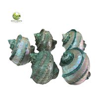 Coquille de mer naturelle de luxe polie, style Turbo Perle, pour la décoration intérieure côtière, les aquariums et les souvenirs cadeaux
