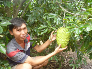 Pulpa de Guanábana congelada 100% Graviola natural de Vietnam - Product Image 6
