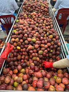Premium IQF Passion Fruit Juice | Natural Flavor | Seedless & With Seed for Food Manufacturing - Product Image 6