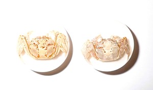 Cabujón Redondo de Plástico con Espécimen Real de Cangrejo, 25x25 mm, Base Plana Blanca para Manualidades y Joyería - Product Image 2