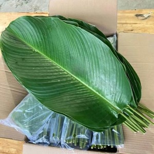 Hojas de Dong Congeladas Vietnamitas - Envoltura Natural de Alta Calidad para Almacenamiento de Platos Asiáticos Tradicionales y Pasteles, Bajo Precio, 12 Meses de Caducidad - Product Image 2