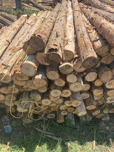 Piquets en bois robustes, pointus, en bois naturel, pour le soutien des plantes, la construction de clôtures de jardin et l'aménagement paysager - Product Image 2