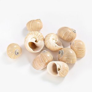 Conchas marinas naturales con diseño de rayas, muy vendidas, para decoración de fiestas playeras estilo boho. - Product Image 2