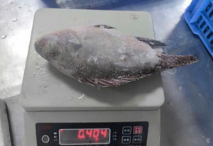 VN-VAN BACH TUNG Premium Whole Frozen Roughy 1kg High Quality Price High Nutritional Value 100% Natural OEM - Product Image 3