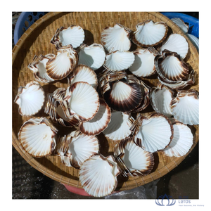Meilleures ventes : Ensemble de décoration artisanal vietnamien en coquillages marins naturels et écologiques, pour loisirs créatifs, décoration intérieure et cadeaux de fête - Product Image 1