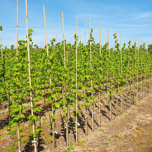 Pôles en bambou de bonne qualité et durables, bambou naturel de Tonkin, piquets de 150 cm pour tomates, légumes et plantes grimpantes - Product Image 1