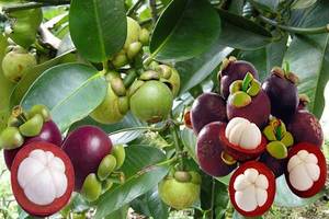 Mangoustans surgelés IQF du Vietnam, vente en gros en vrac - Product Image 4