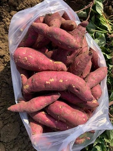 Patate douce / igname violette - Vente en gros de patates douces fraîches / surgelées / en amidon de haute qualité - Product Image 2