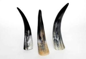 Drinking Horn Buffalo Ox Horn Glasses Handmade Beer Cup Eco Friendly Natural Look - Product Image 4