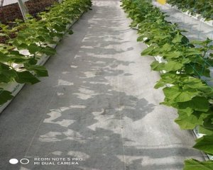 แผ่นพลาสติกคลุมดินสีเทา PVC สำหรับโรงเรือนเพาะปลูก ควบคุมความชื้น ป้องกันวัชพืช สำหรับการปลูกพืชผลทางการเกษตร - Product Image 2
