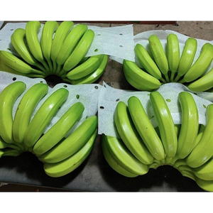 Plátano Cavendish Verde de Primera Calidad, Producto Fresco para Freír, Hervir y Procesamiento Industrial de Alimentos - Product Image 5