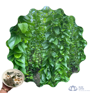 [BEST SELLER] | Green Grass Jelly Dried Leaf Extract For Summer Cooling Drink <b>Sweet</b> Dessert Making Direct Vietnam - Product Image 1