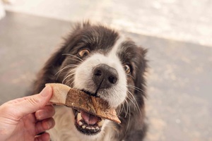 Piel de Salmón Natural Premium en Trozos para Perros, Golosina de Alta Proteína para Entrenamiento, Saludable para Perros - Product Image 3