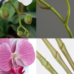 THAF-005 Flores Artificiales de Orquídea Phalaenopsis de 32 Pulgadas, Resistentes al Agua, con Tacto Natural y Realista para Decoración del Hogar - Product Image 6
