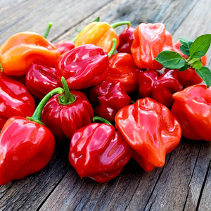 150,000-325,000 Pimientos, Chile Habanero - Product Image 5