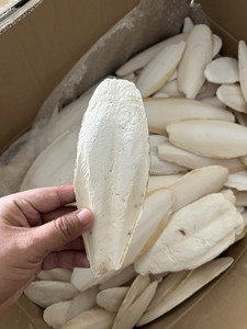 Hueso de Sepia en Polvo de Alta Calidad, Harina de Hueso de Sepia Molido para Alimentación y Uso Médico, Limpiado, Alta Pureza, Proveedor Mayorista - Product Image 2