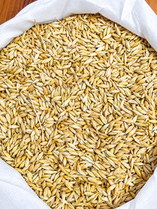 Cereales de Cebada de Alta Energía REEN TRADERS de Uttar Pradesh |   Ingrediente de Grado A para Alimentos y Alimentación Animal para Caballos y Ganado - Product Image 1