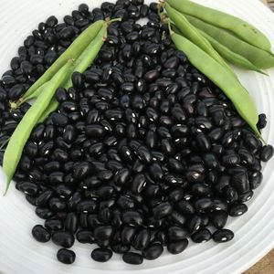 Haricots noirs biologiques d'Autriche, prix usine, vente chaude - Prix d'exportation compétitif, livraison rapide et prix de gros abordable - Product Image 1