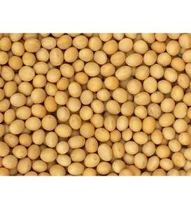 Graines de soja jaunes non-OGM 2026, fèves de soja fraîches, stockage IQF, 10 kg, comestibles, durée de conservation de 24 mois, pour la cuisson, en vrac, économique - Product Image 5