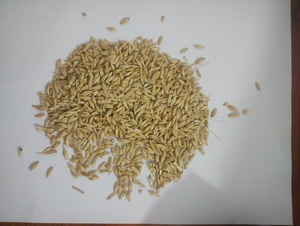 Grains d'orge de qualité standard, riches en énergie et en protéines, pour l'alimentation des bovins, du bétail et des animaux laitiers - Product Image 6