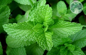 Feuilles de menthe séchées en gros, emballage en vrac OEM, extrait de feuilles de menthe en poudre pour le thé et les boissons - Product Image 4