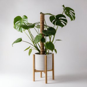 แท่งใยมะพร้าวธรรมชาติสำหรับรองรับต้นไม้ - Product Image 6