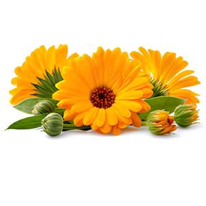 Proveedor Mayorista de Extracto de Caléndula, Ingrediente Botánico Natural para Productos de Cuidado Personal - Product Image 1
