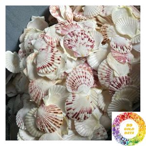 เปลือกหอยเชลล์ธรรมชาติสีขาว ขนาด 3-5 ซม. 8-13 ซม. สำหรับงาน DIY งานศิลปะ เครื่องประดับ และของตกแต่งบ้าน - Product Image 5